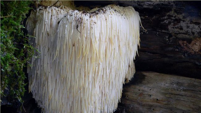 Гриб Hericium erinaceus Гриб Hericium erinaceus