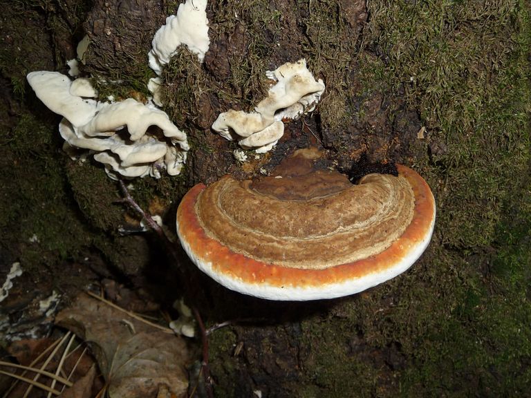 Гриб Fomitopsis pinicola Гриб Fomitopsis pinicola