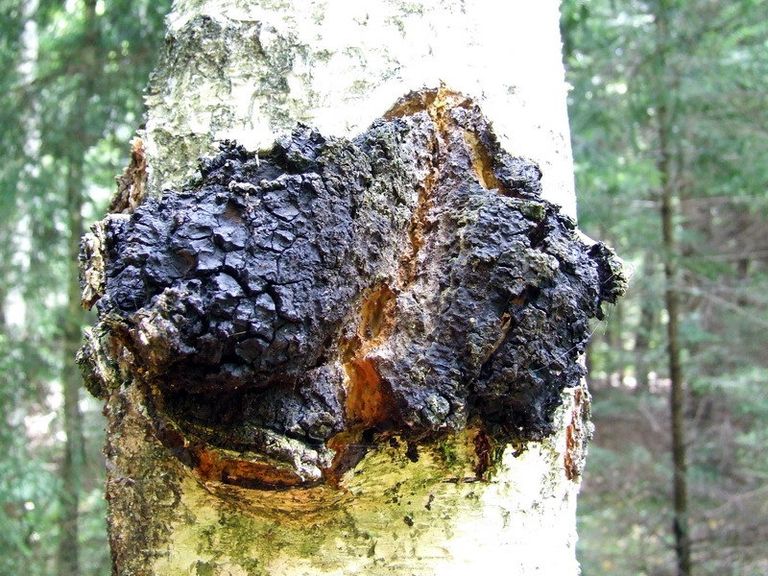 Гриб Inonotus obliquus Гриб Inonotus obliquus