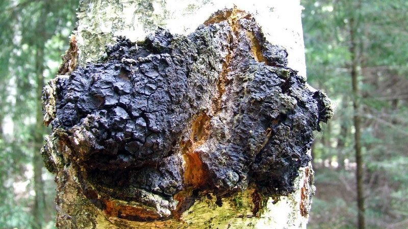 Гриб Inonotus obliquus Гриб Inonotus obliquus - РИА Новости, 1920, 22.01.2022
