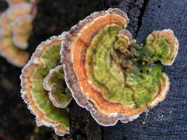 Гриб Trametes versicolor Гриб Trametes versicolor