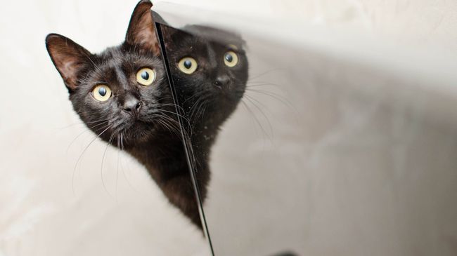 Кошка Кошка