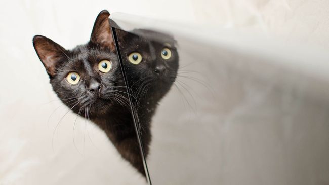 Кошка