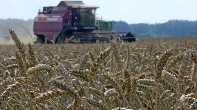 Уборка урожая зерновых Уборка урожая зерновых