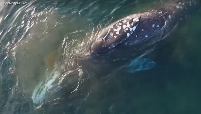 Почесывающегося о берег серого кита сняли на видео на Чукотке. Скриншот видео Почесывающегося о берег серого кита сняли на видео на Чукотке. Скриншот видео
