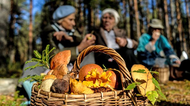 В лес да по грибы: основные правила тихой охоты в России В лес да по грибы: основные правила тихой охоты в России