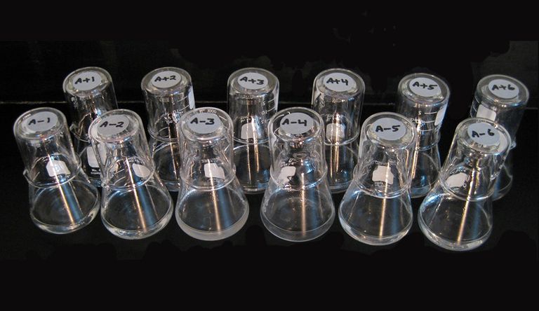 12 популяций бактерии E. coli 12 популяций бактерии E. coli