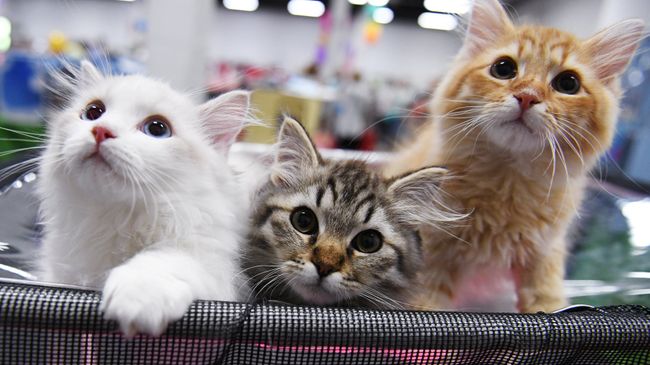 Котята Котята