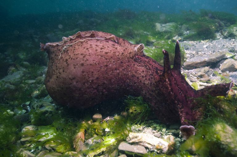 Aplysia californica Aplysia californica