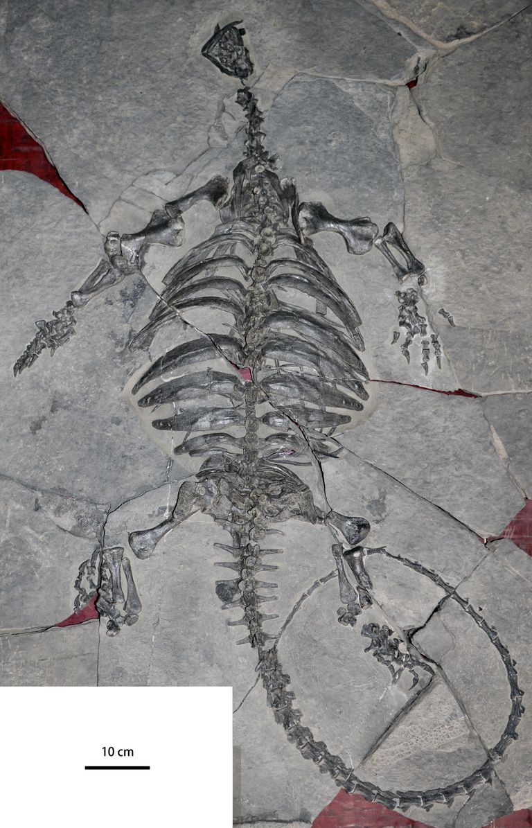 Останки Eorhynchochelys Останки Eorhynchochelys