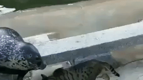 Стычка котика и котика Стычка котика и котика