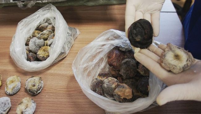 Крупную партию дериватов кабарги на сумму 12 млн рублей изъяли сотрудники Дальневосточной оперативной таможни на грузовом складе в аэропорту Владивосток Крупную партию дериватов кабарги на сумму 12 млн рублей изъяли сотрудники Дальневосточной оперативной таможни на грузовом складе в аэропорту Владивосток