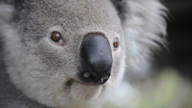 Коала