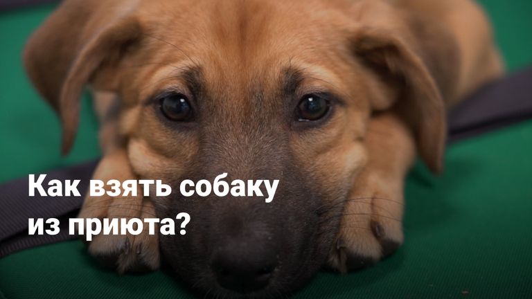 Как взять собаку из приюта? 