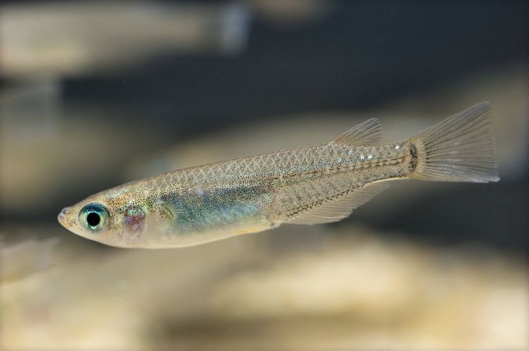 Oryzias latipes Oryzias latipes