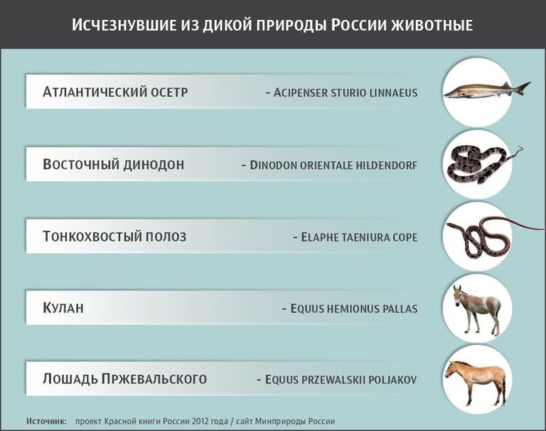 Исчезнувшие из дикой природы России животные