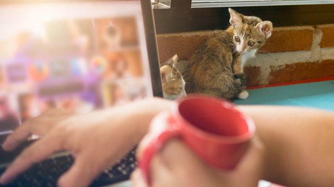 Котенок возле ноутбука Котенок возле ноутбука