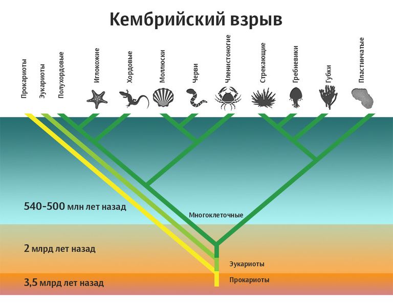 Кембрийский взрыв Кембрийский взрыв