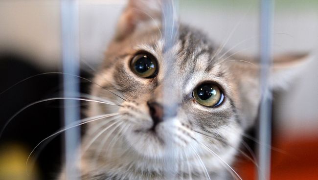 Кошка из приюта на выставке. Архивное фото