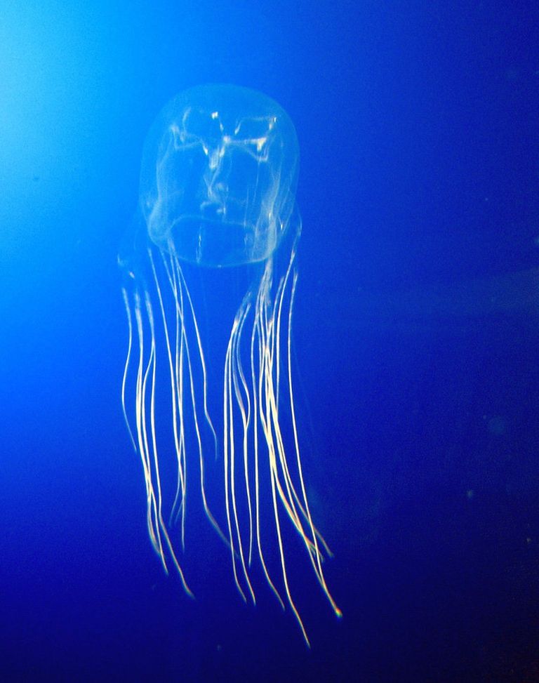 Морская оса (Chironex fleckeri) Морская оса (Chironex fleckeri)