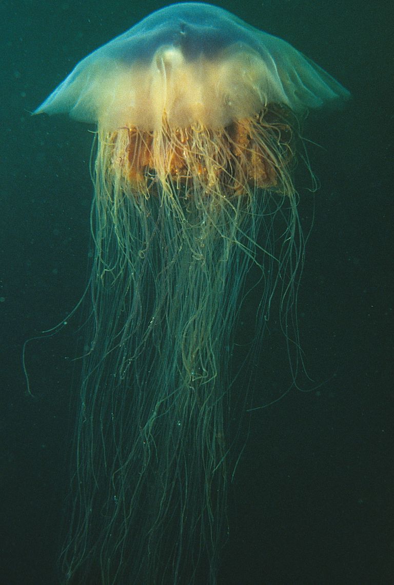 Львиная грива (Cyanea capillata) Львиная грива (Cyanea capillata)