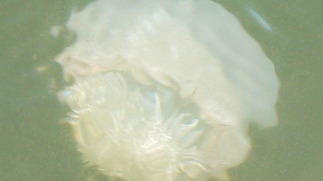 Корнероты (Stomolophus meleagris)