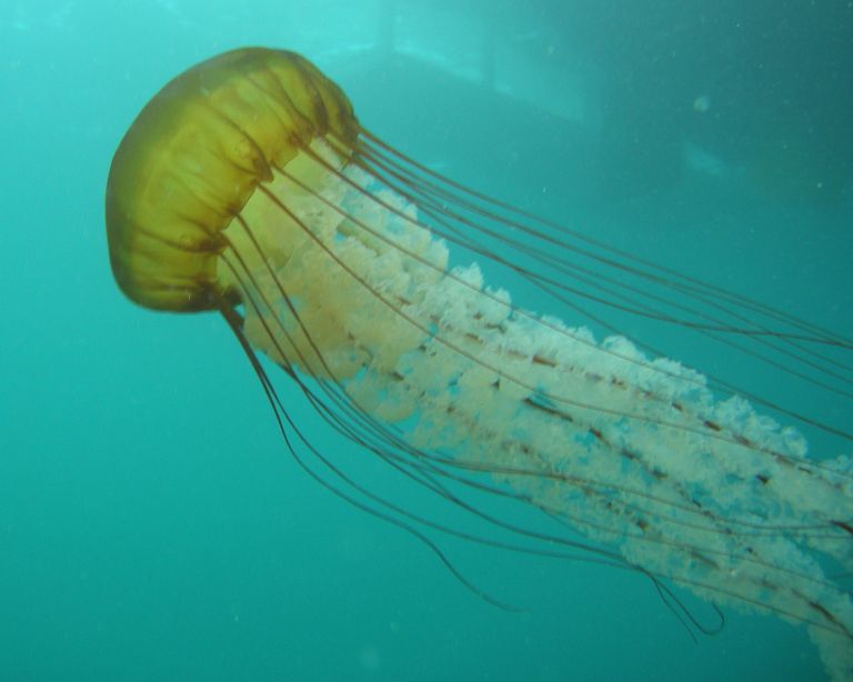 Морская крапива (Chrysaora) Морская крапива (Chrysaora)