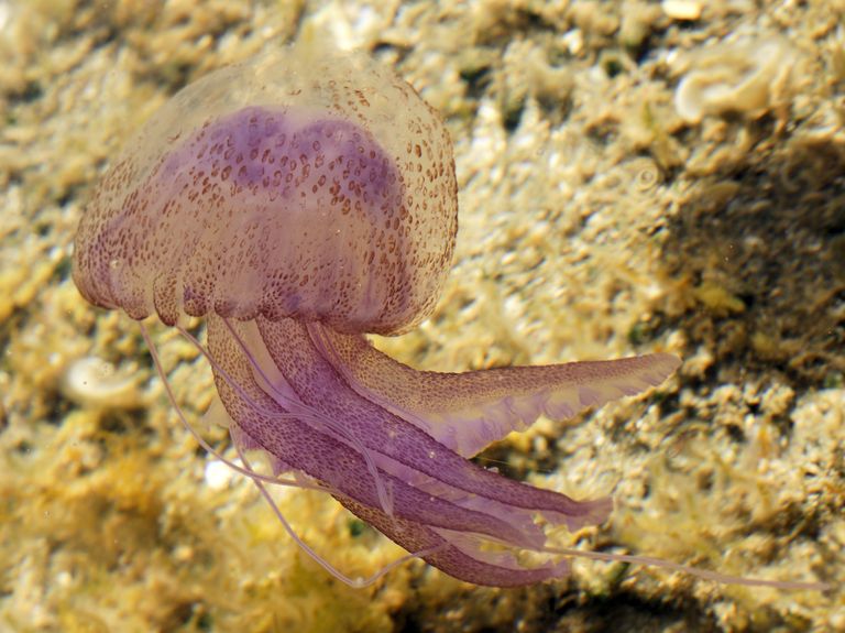 Пелагия ночесветка (Pelagia noctiluca) Пелагия ночесветка (Pelagia noctiluca)