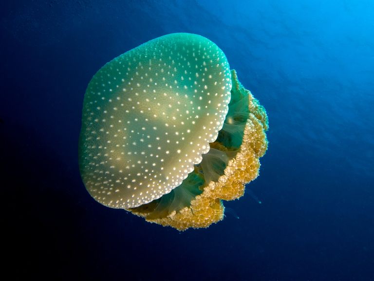 Пятнистая медуза (Phyllorhiza punctata)