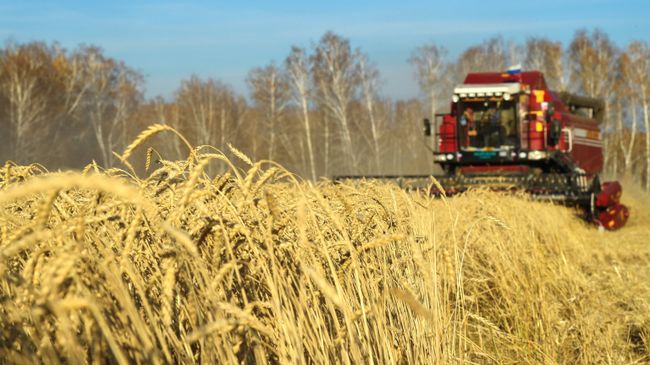 Уборка урожая пшеницы Уборка урожая пшеницы