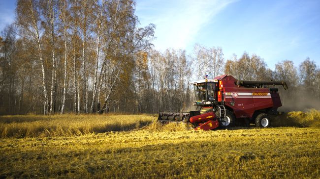 Уборка урожая пшеницы Уборка урожая пшеницы