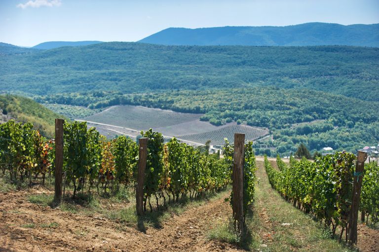 Виноградники винодельческого хозяйства UPPA Winery в селе Родное Балаклавского района Севастополя