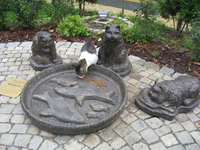 Большая миска в Котофейне, за которой следит котошеф Светлана