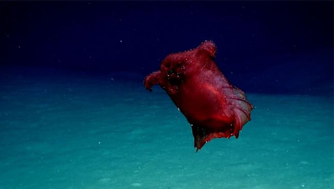 Животное вида Enypniastes eximia (Розовый морской огурец) попало на камеру в австралийских водах близ Антарктики Животное вида Enypniastes eximia (Розовый морской огурец) попало на камеру в австралийских водах близ Антарктики