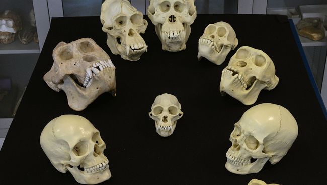 Череп человека и дюжины наших ближайших родичей Череп человека и дюжины наших ближайших родичей