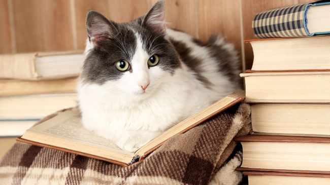 Кот с книжкой Кот с книжкой