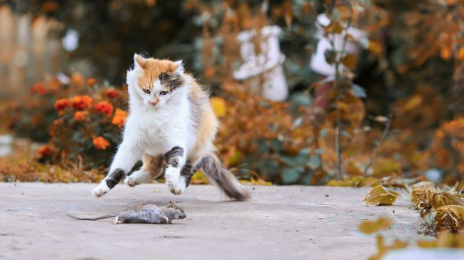 Кошка на охоте Кошка на охоте