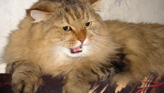 Кот Маркиз из Перми, ставший мемом Nonono cat Кот Маркиз из Перми, ставший мемом Nonono cat