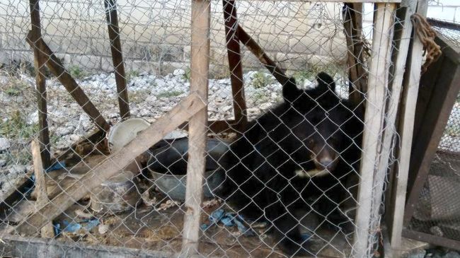 Гималайский медвежонок, изъятый департаментом охотнадзора Приморья у местных жителей. 8 ноября 2018 Гималайский медвежонок, изъятый департаментом охотнадзора Приморья у местных жителей. 8 ноября 2018