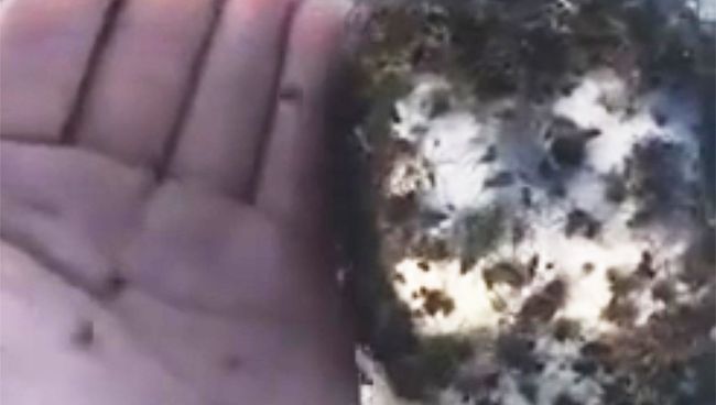 Тысячи пауков на обочине шоссе в округе Крейгхед Тысячи пауков на обочине шоссе в округе Крейгхед