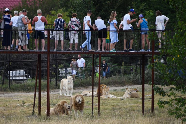 Посетители и львы в крымском сафари-парке Тайган Посетители и львы в крымском сафари-парке Тайган