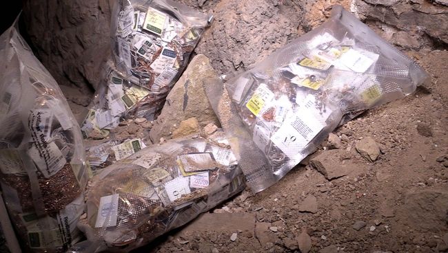 Золотые украшения, украденные из двух отделов Центрального универмага Донецка. 12 ноября 2018 Золотые украшения, украденные из двух отделов Центрального универмага Донецка. 12 ноября 2018