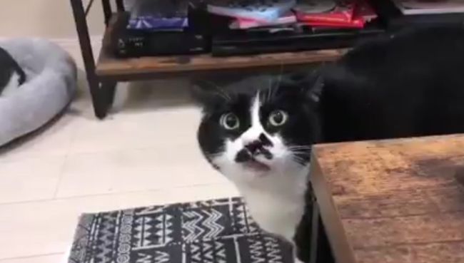Кот, поющий грузинские песни Кот, поющий грузинские песни