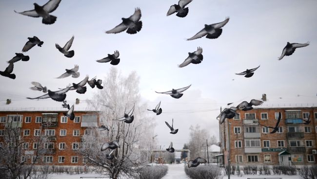 Голуби