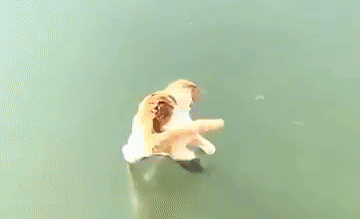 Кот и рыба Кот и рыба