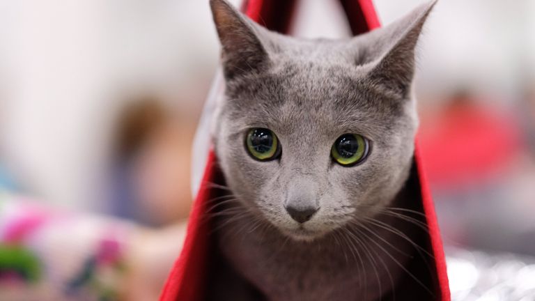 Кошка породы русская голубая на выставке КоШарики Шоу в Сокольниках Кошка породы русская голубая на выставке КоШарики Шоу в Сокольниках