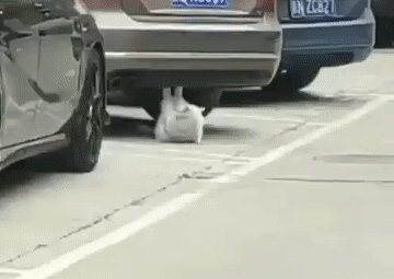 В Пекине сняли на видео качающую пресс кошку В Пекине сняли на видео качающую пресс кошку