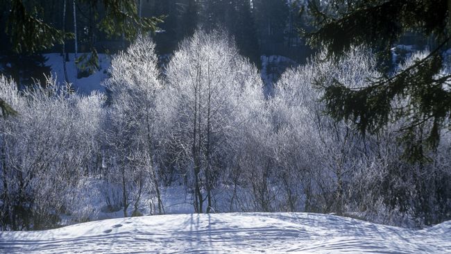 Лес зимой