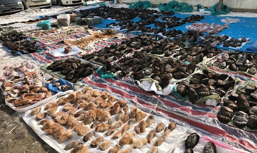 Дериваты, изъятые при попытке нелегального вывоза в Китай. 27 января 2018 года Дериваты, изъятые при попытке нелегального вывоза в Китай. 27 января 2018 года