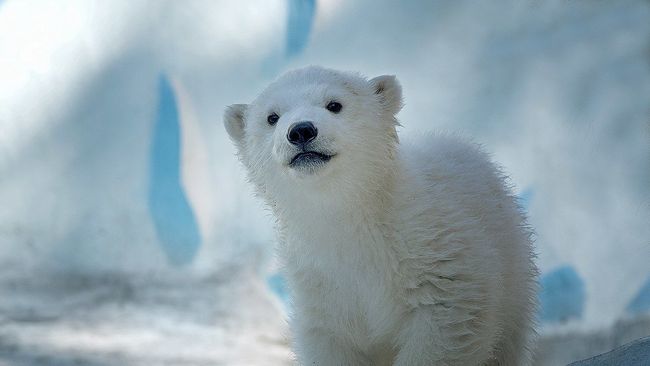 Белый медведь Ростик переехал из новосибирского зоопарка в Китай Белый медведь Ростик переехал из новосибирского зоопарка в Китай
